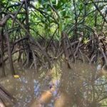 Mangrove Swamp Trees